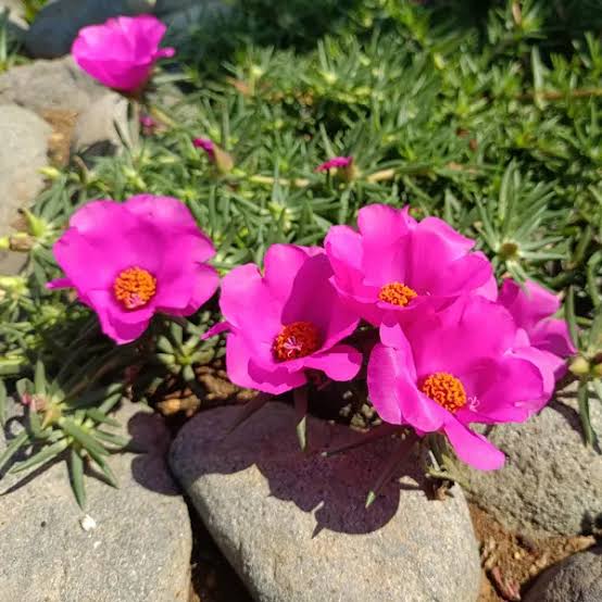 Portulaca