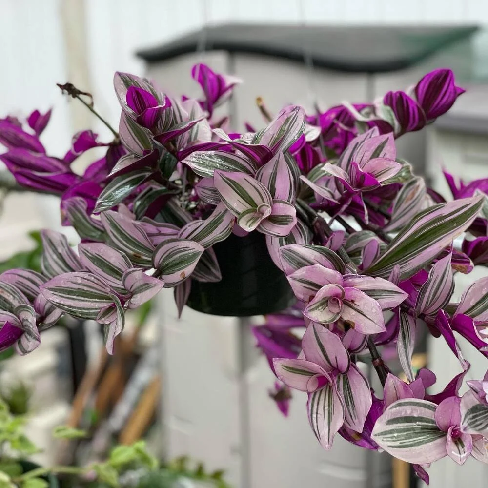 Tradescantia (Wandering Jew)