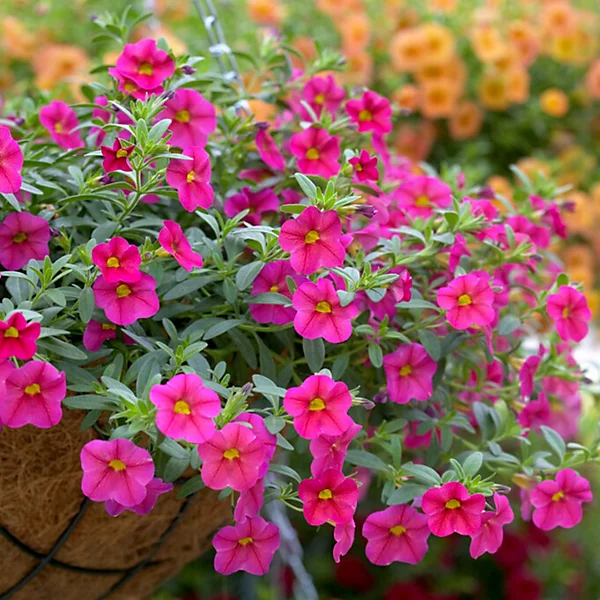 Calibrachoa