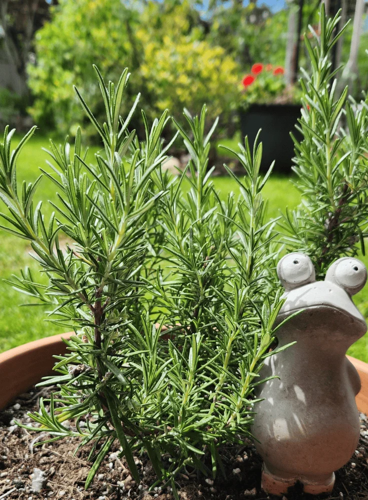 Rosemary