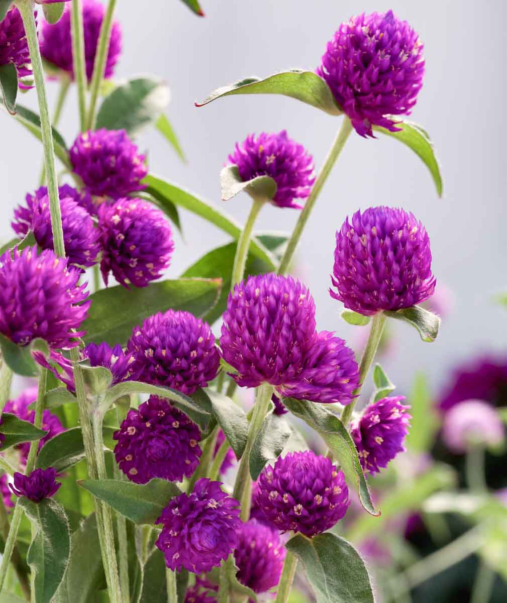Makhamali Phool (Gomphrena)