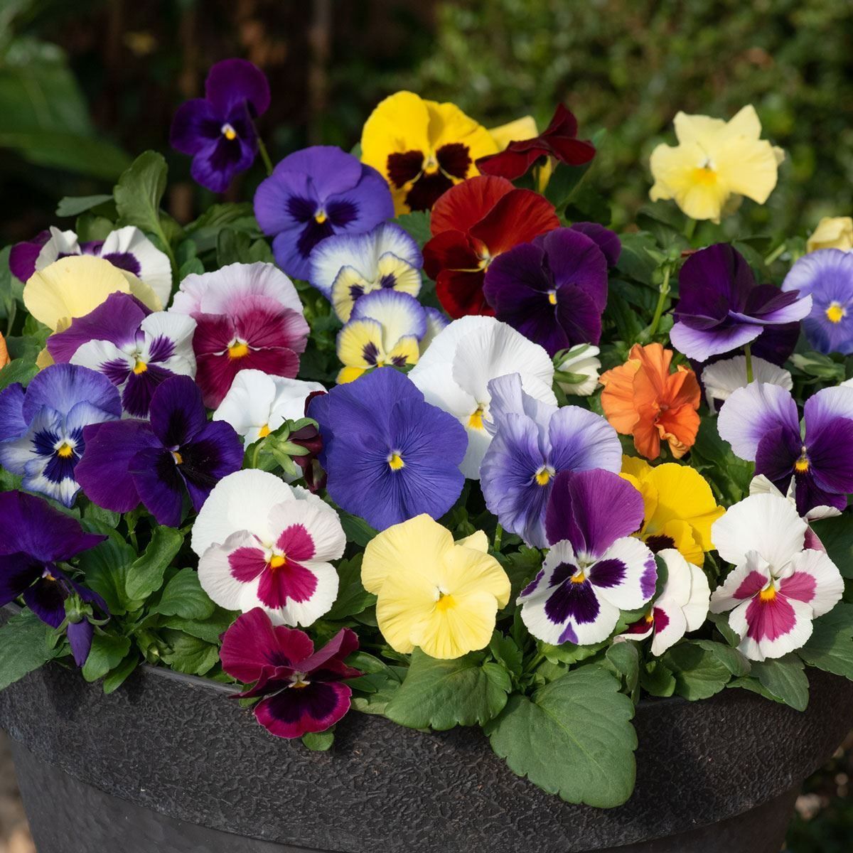 Pansy