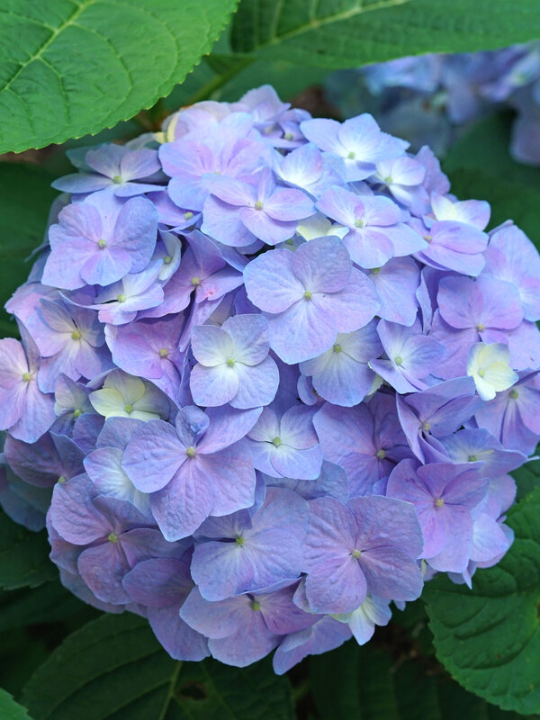 Hydrangea
