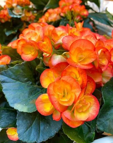 Begonia