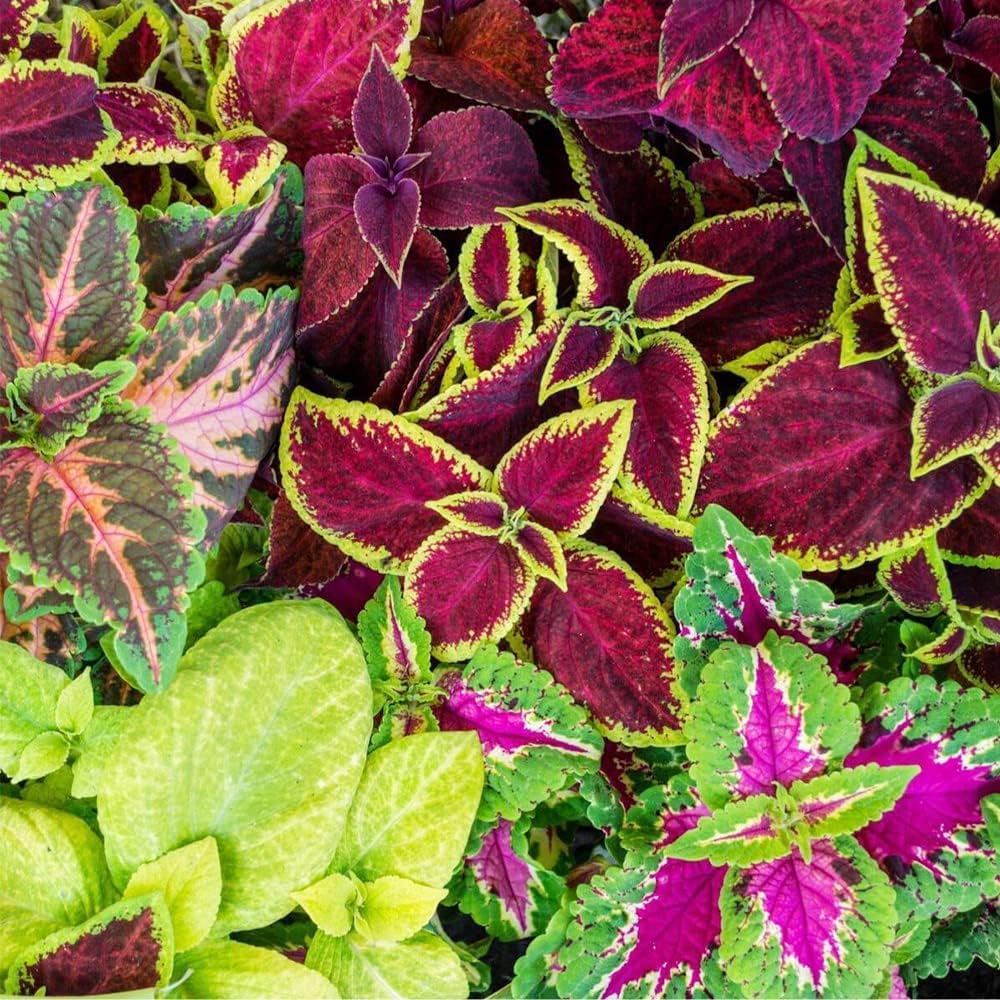 Coleus