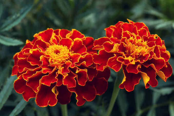 French Marigold