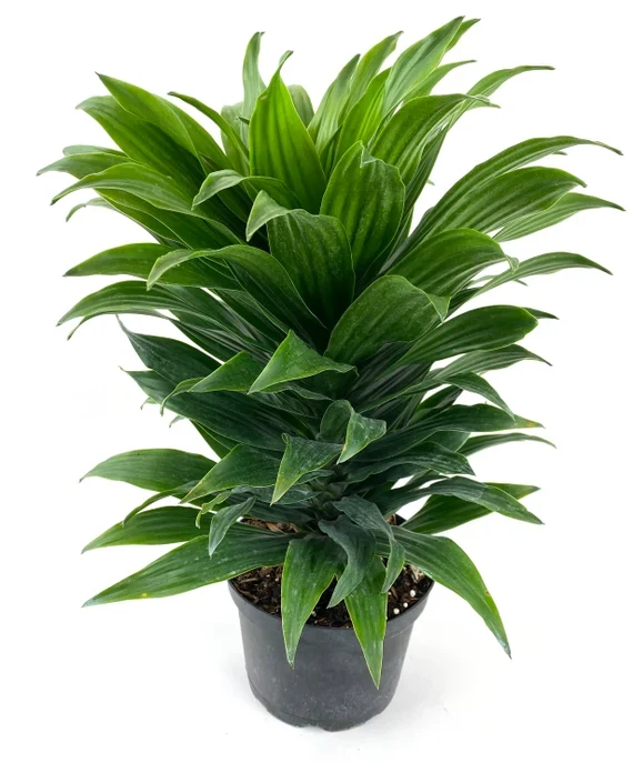 Dracaena Janet Craig