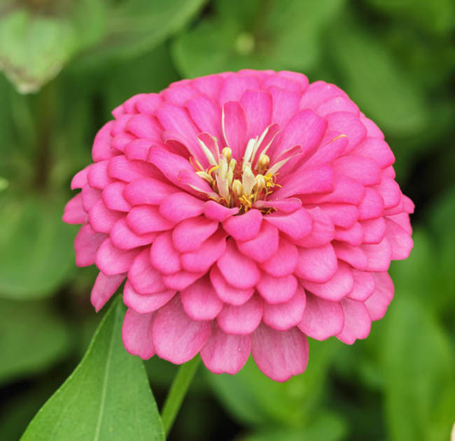 Zinnia