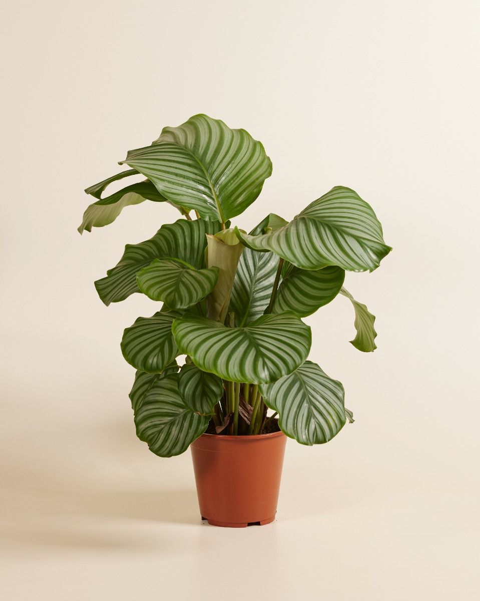 Calathea Orbifolia