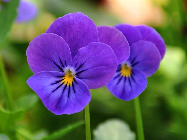 Pansy