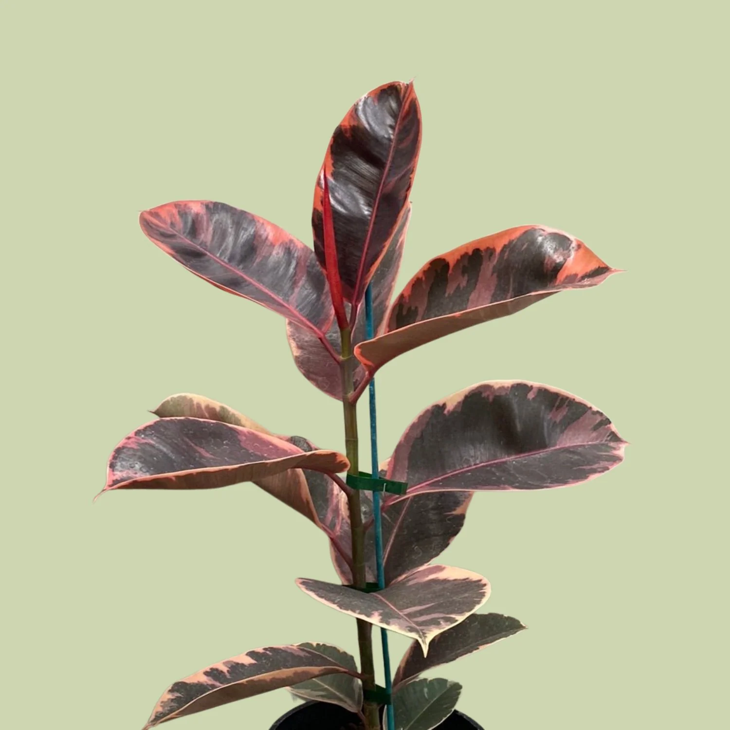 Rubber Plant (Ruby)