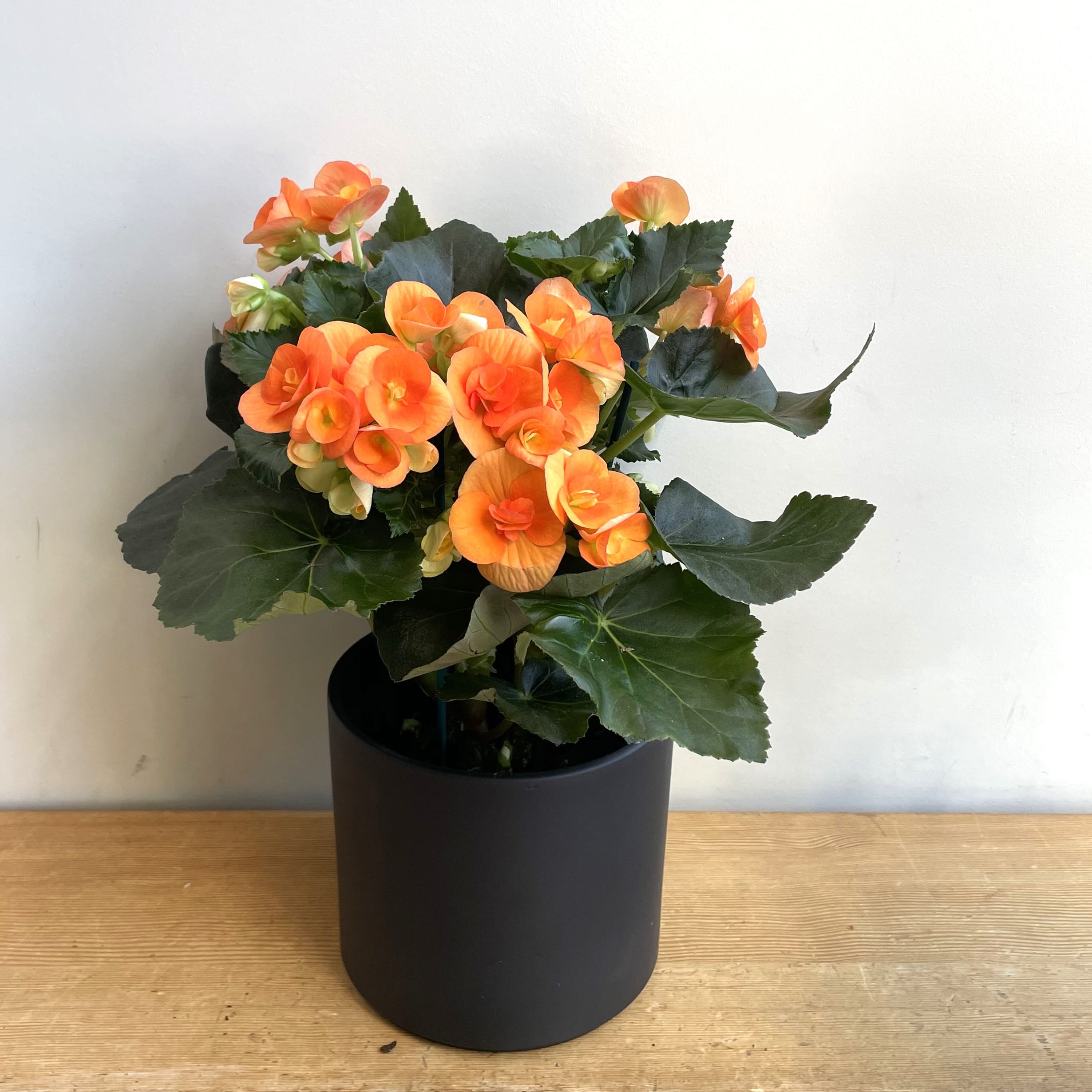Begonia