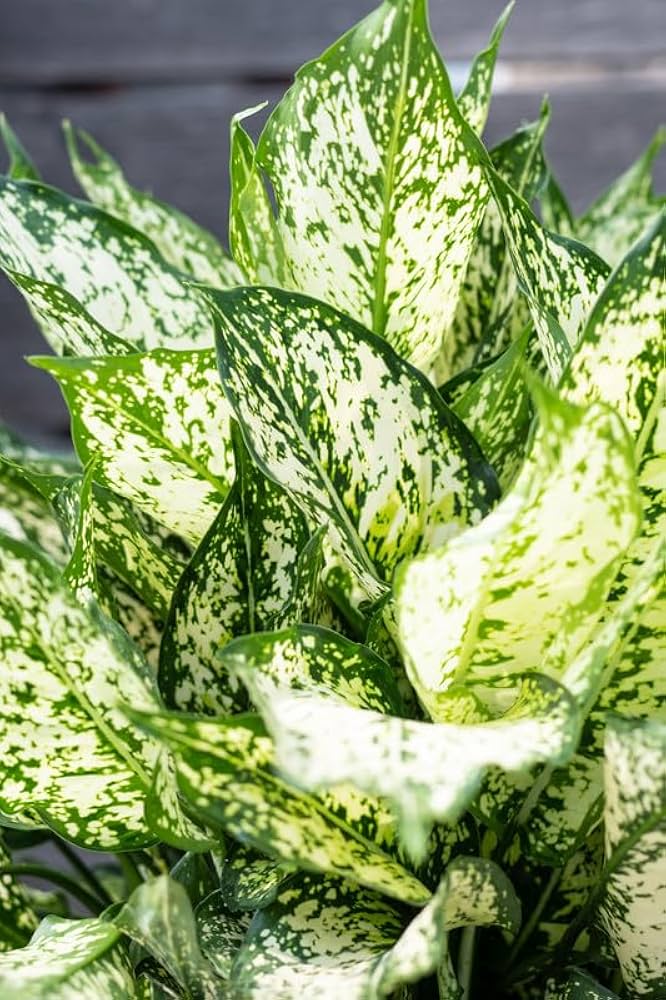Aglaonema 'Snow White'