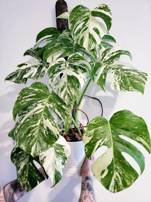 Monstera Deliciosa (Variegated)