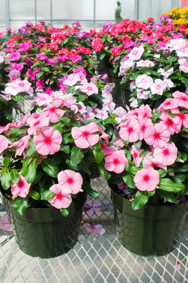 Vinca