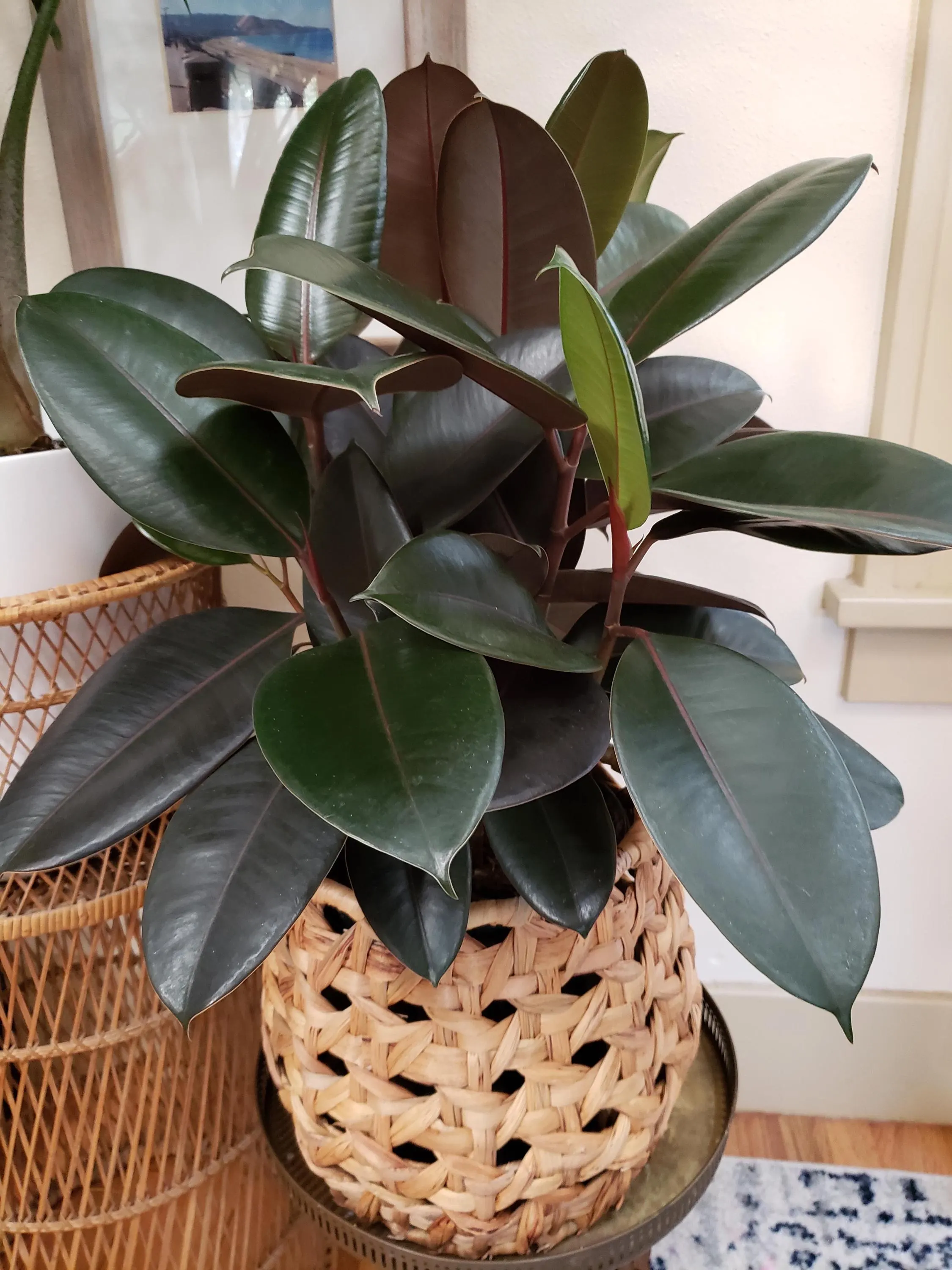 Rubber Plant (Black)