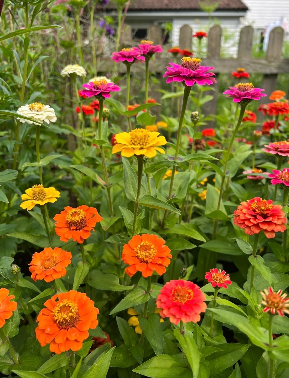 Zinnia
