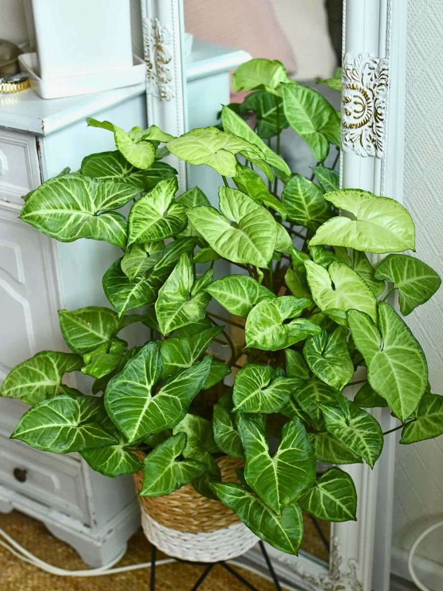 Syngonium (Arrowhead)