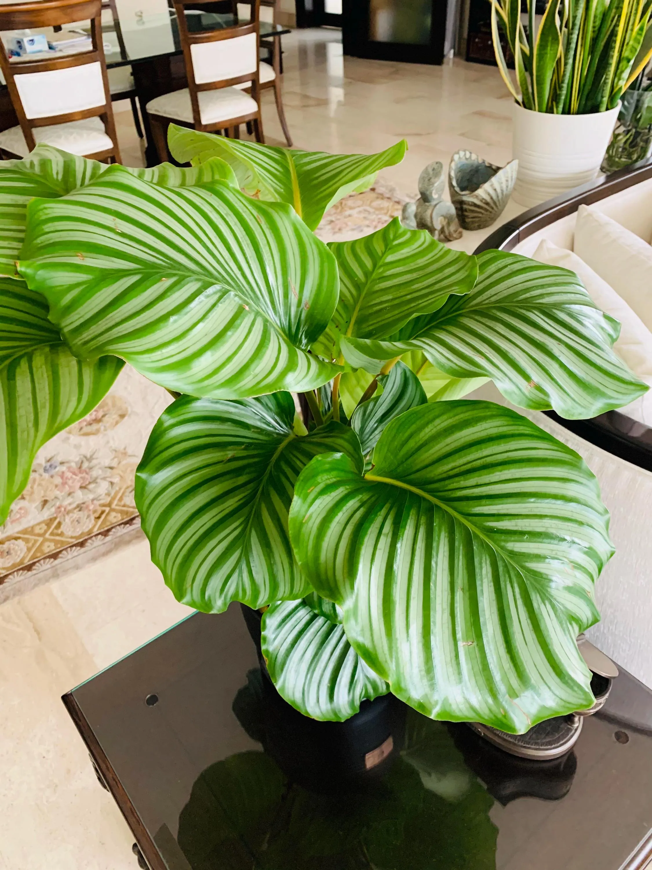 Calathea Orbifolia