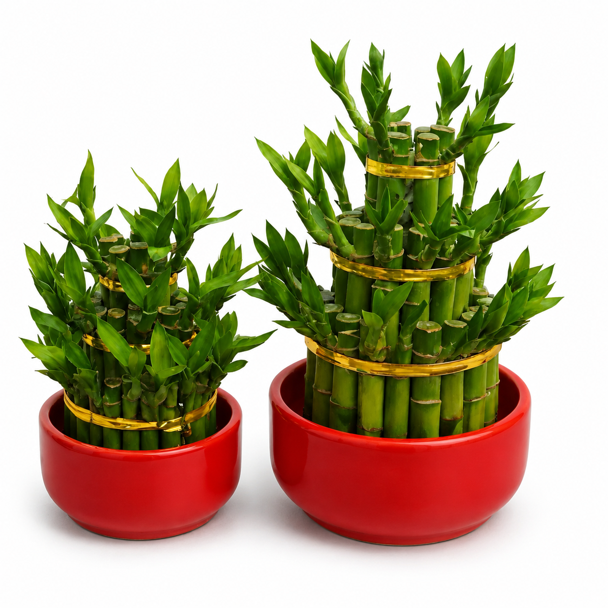 Lucky Bamboo