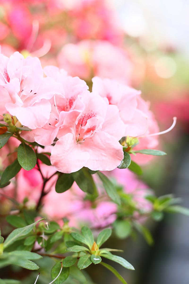 Azalea