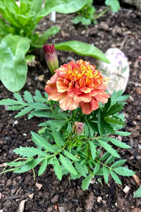 French Marigold