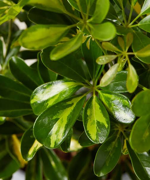 Schefflera