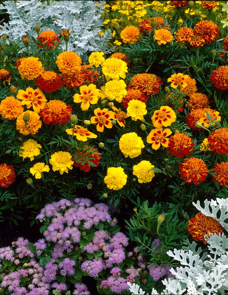 French Marigold