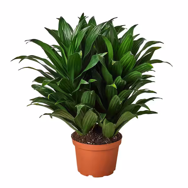 Dracaena Janet Craig