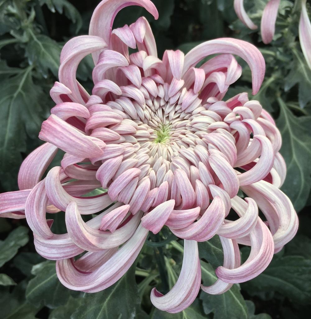 Intermediate Incurve Godwari (Chrysanthemum)