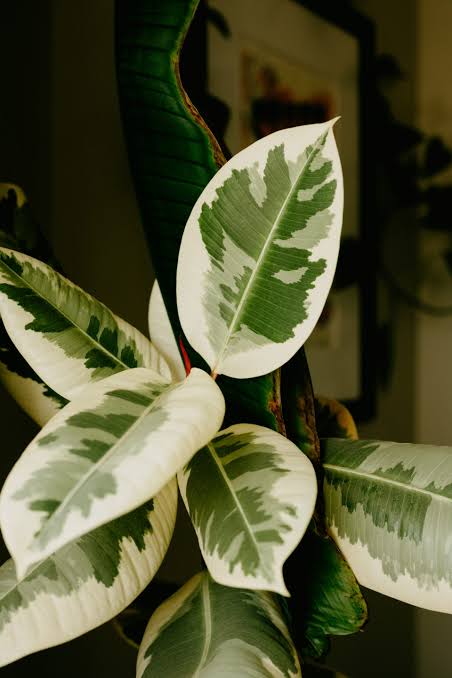 Rubber Plant (Variegated)