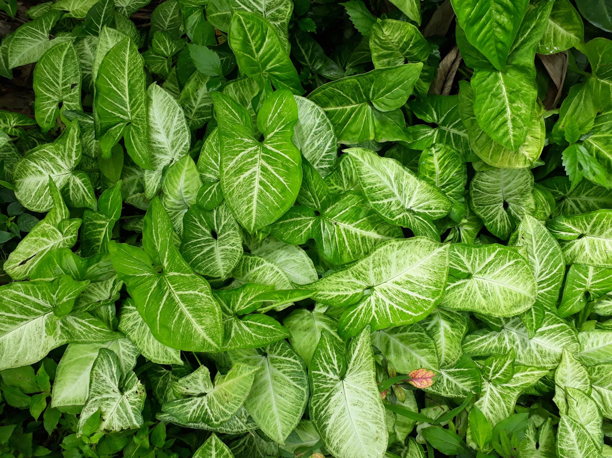 Syngonium (Arrowhead)