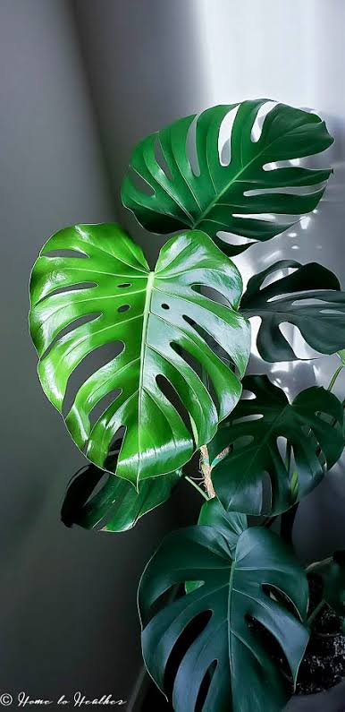 Monstera Deliciosa