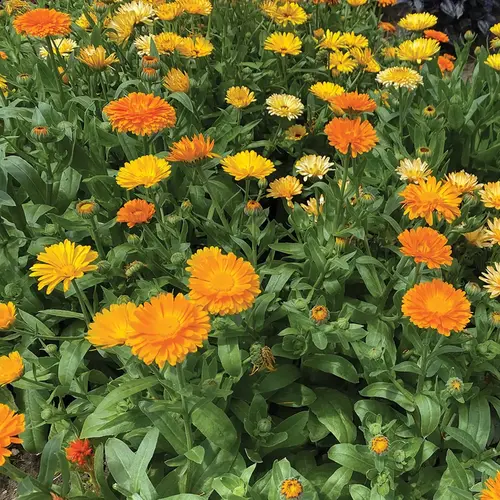 Asarfi (Calendula)