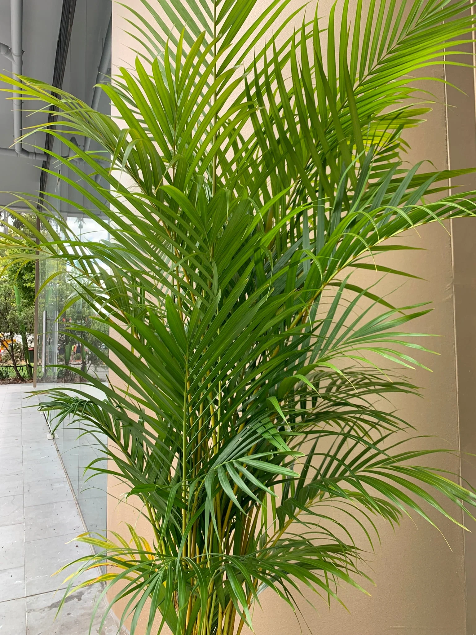 Areca Palm