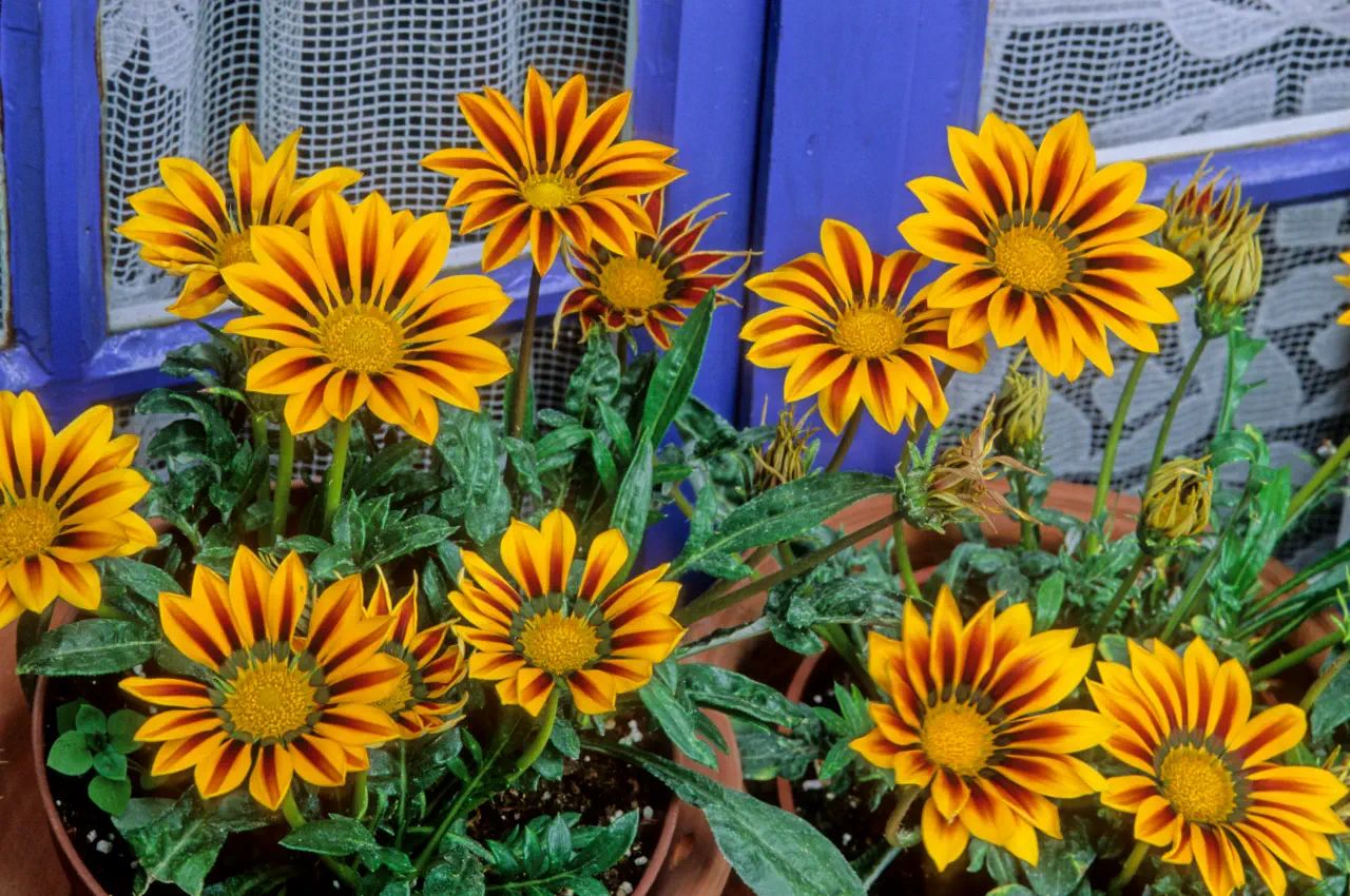 Gazania