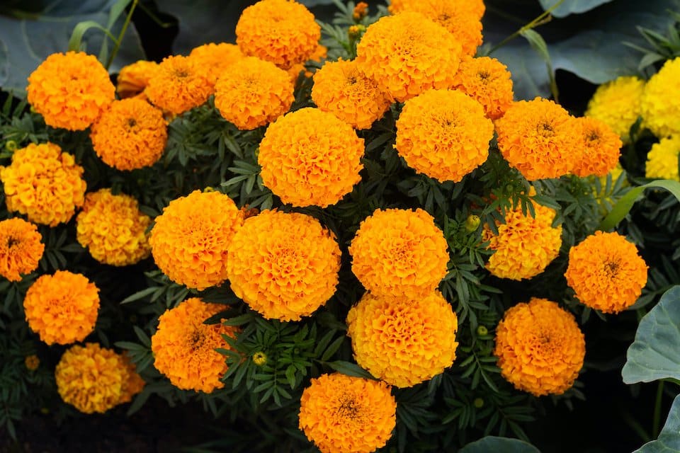 Sayapatri (Marigold)