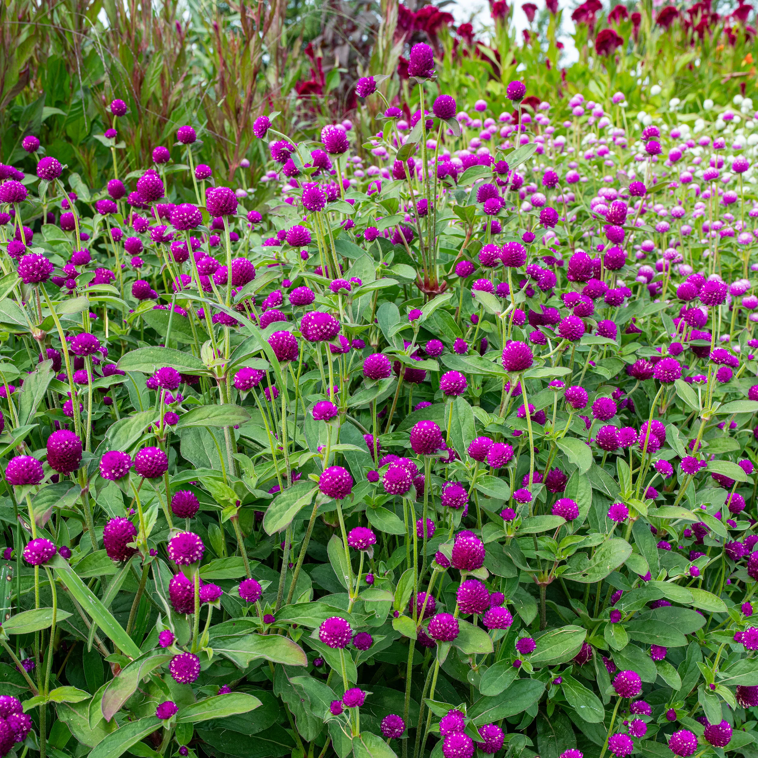 Makhamali Phool (Gomphrena)