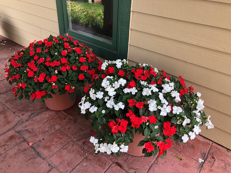 Impatiens