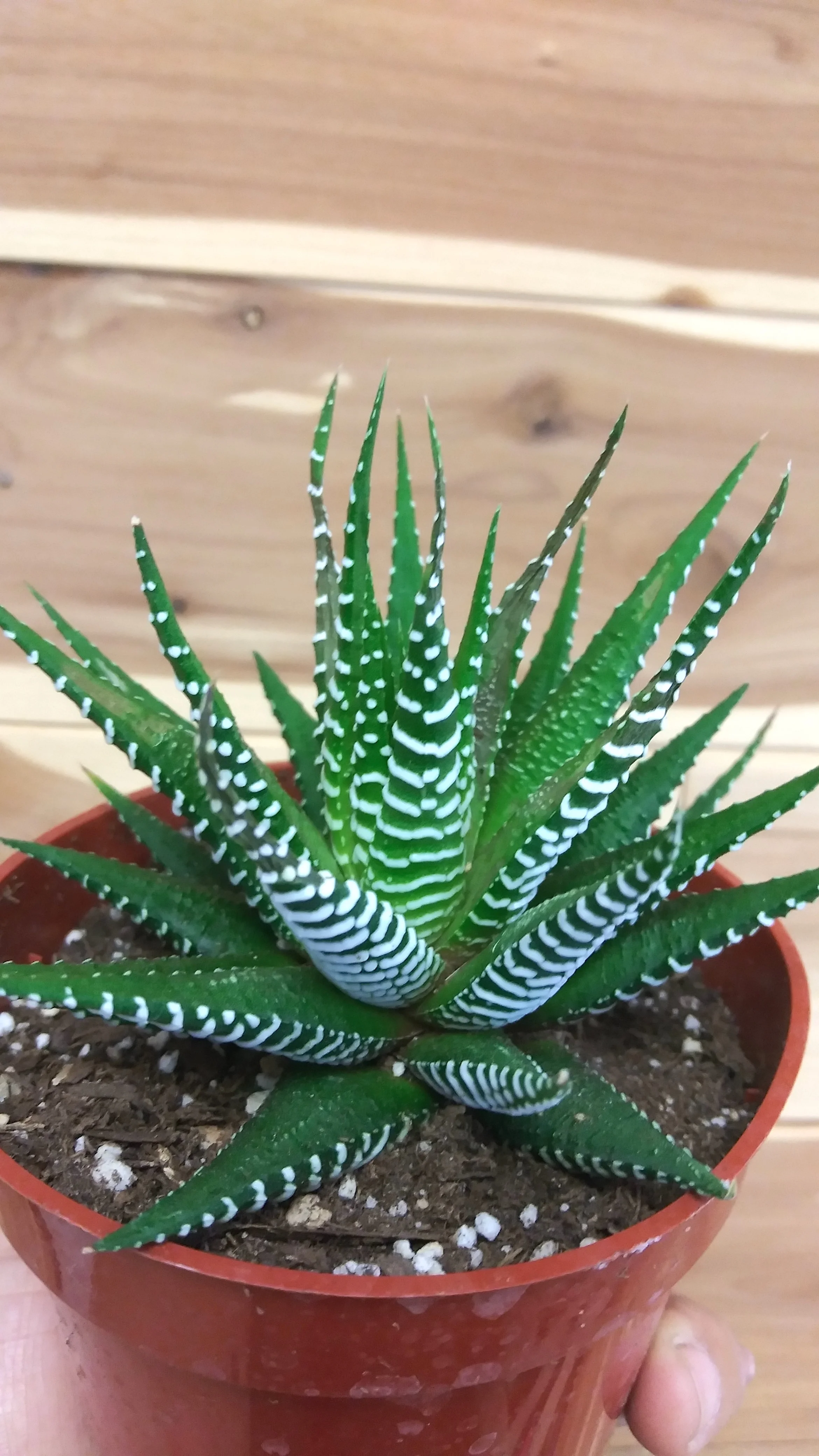 Zebra Haworthia