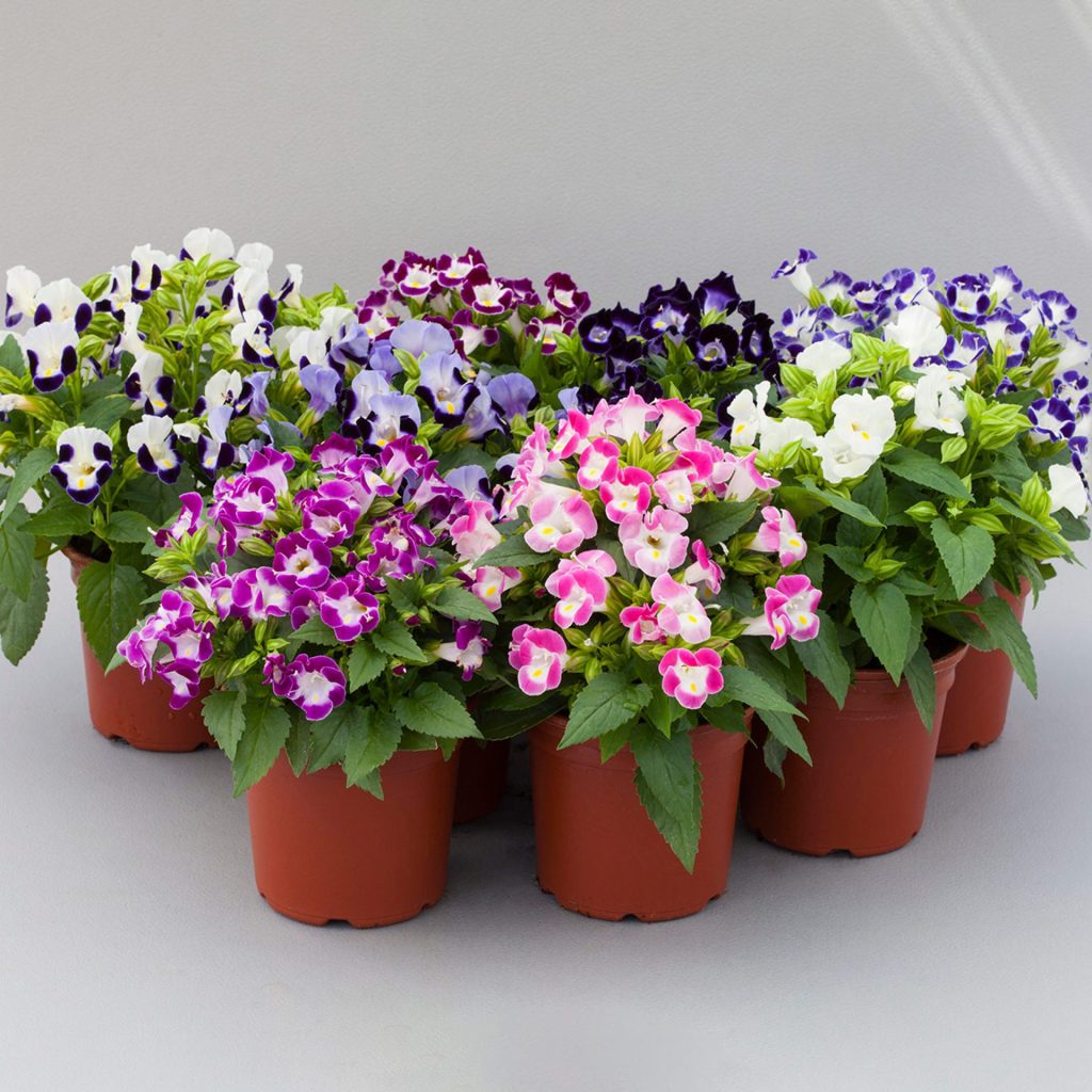 Torenia