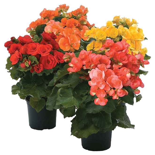 Begonia