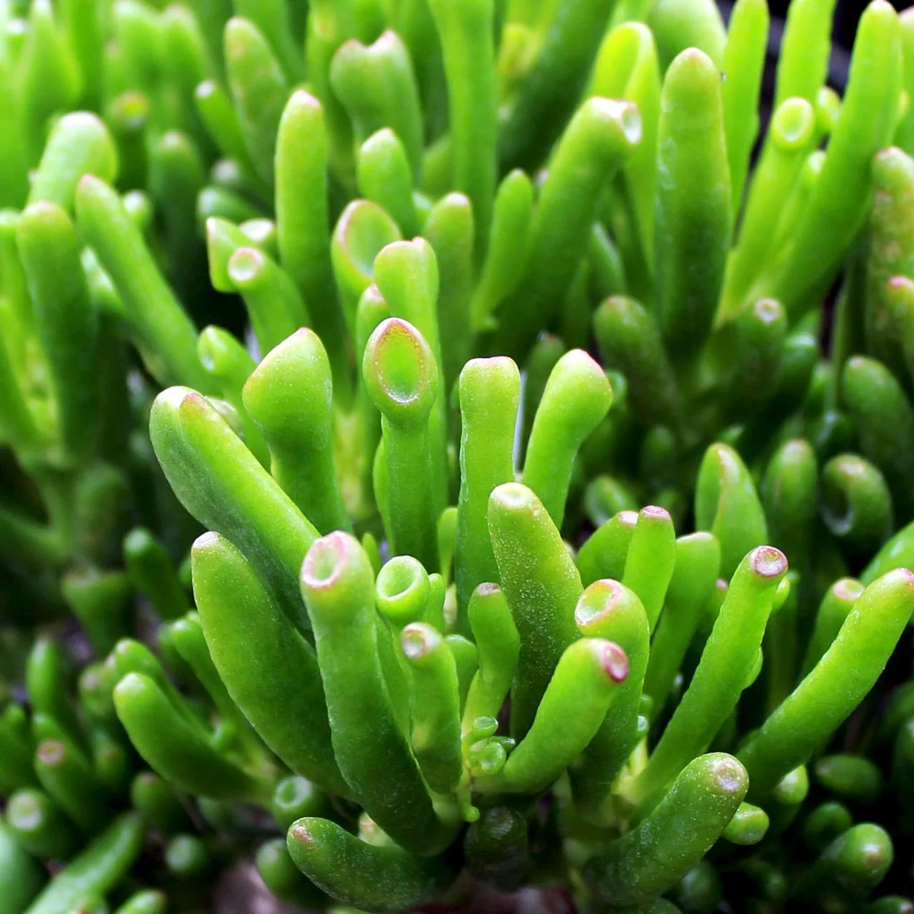 Gollum Jade
