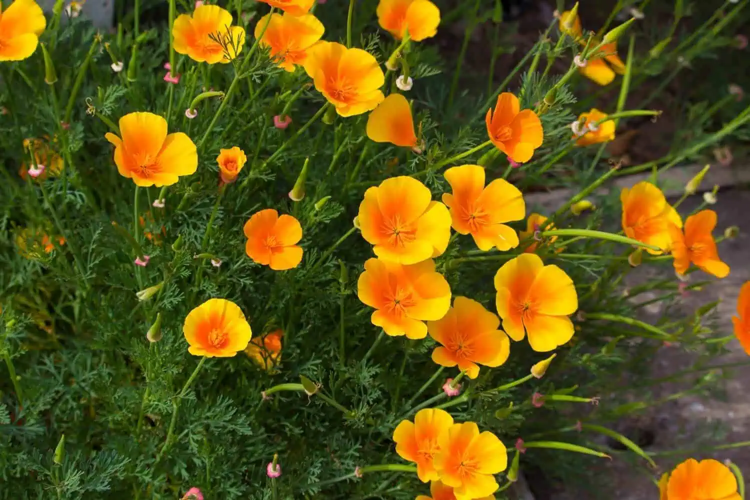 Poppy