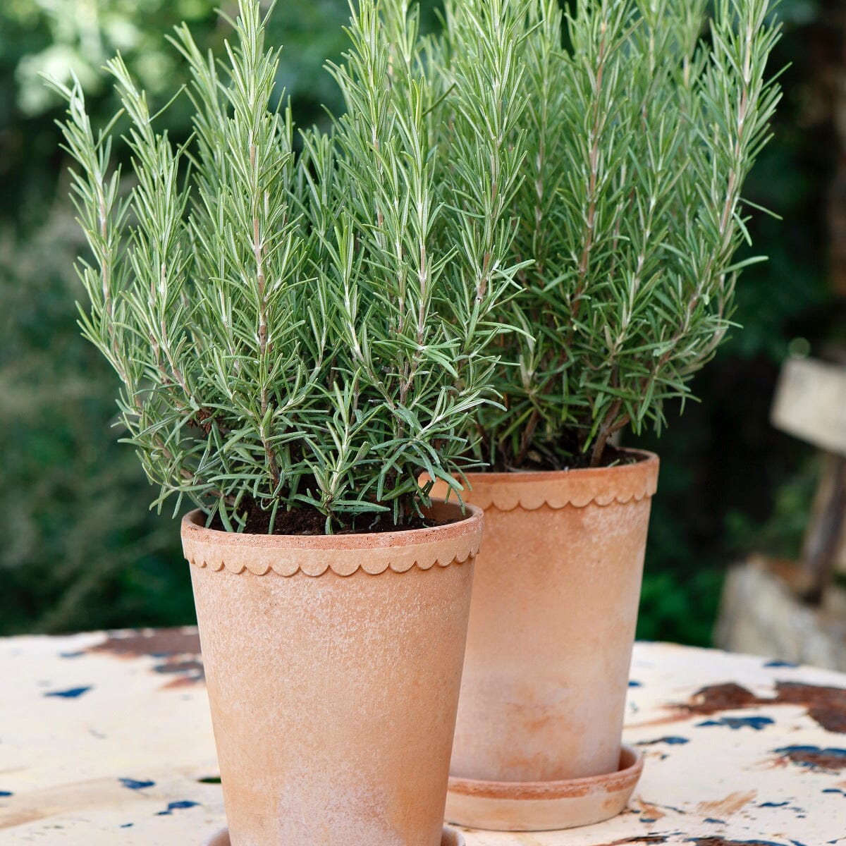Rosemary