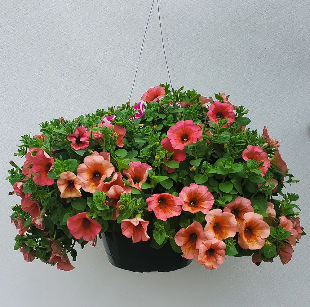 Hanging Petunia