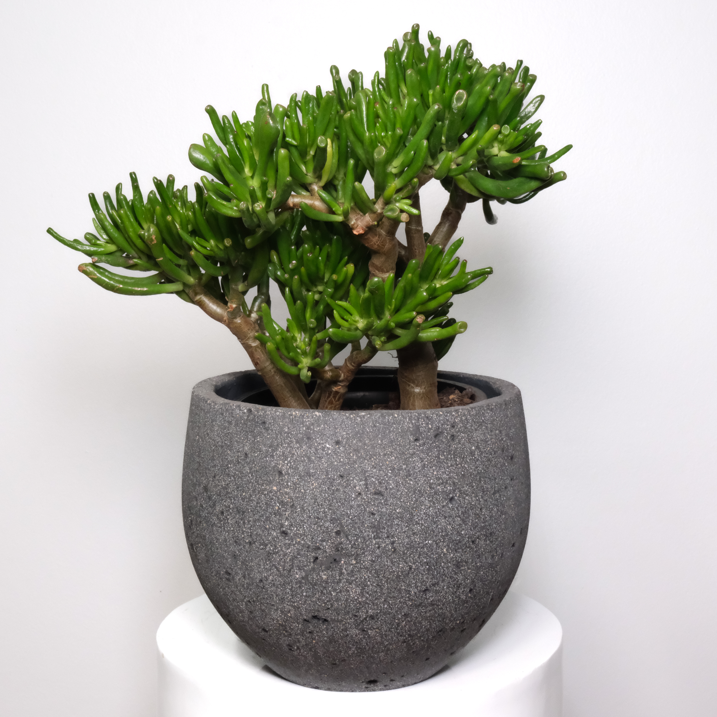 Gollum Jade