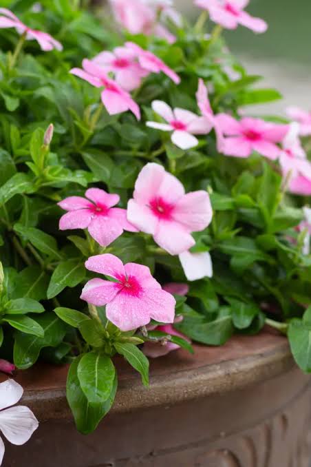Vinca