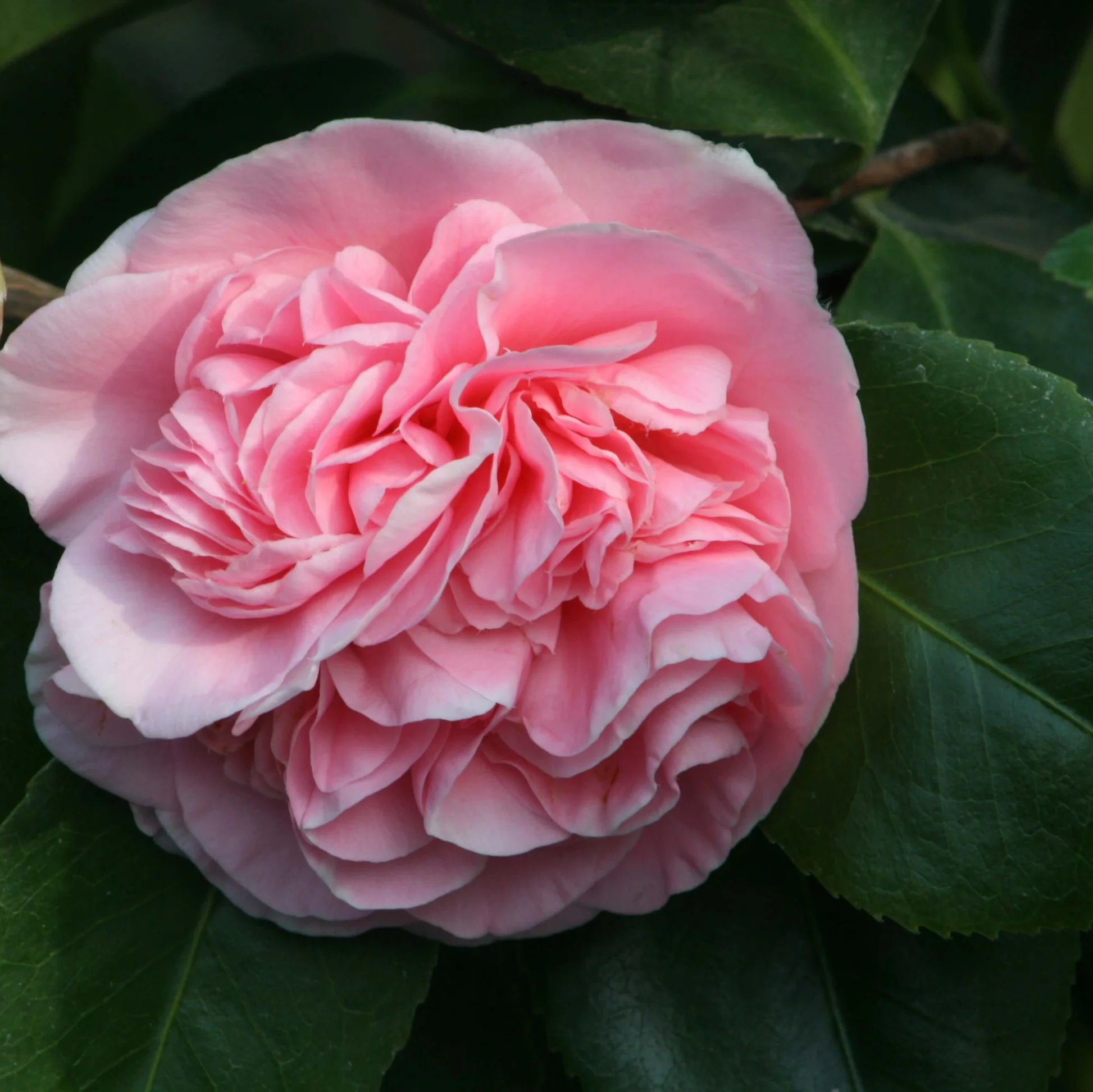 Camellia