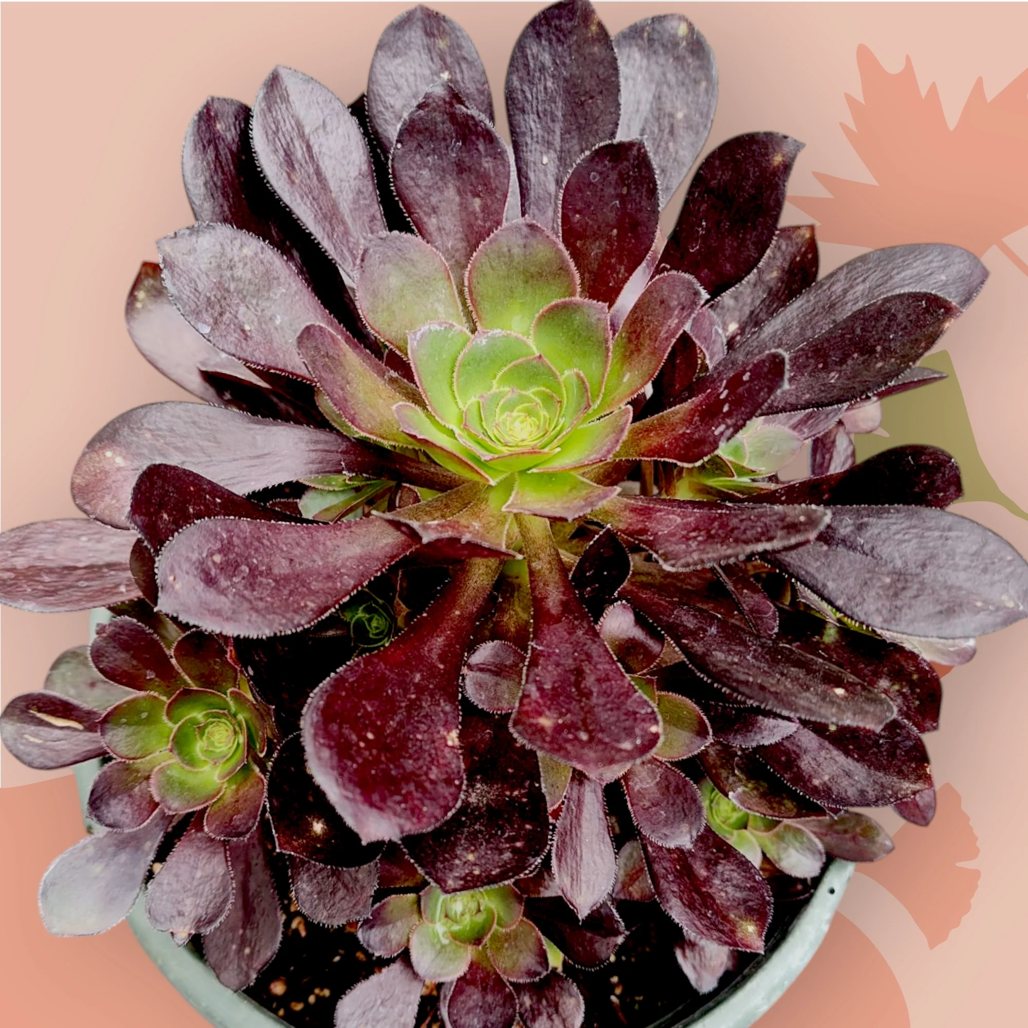 Aeonium